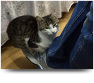 Lazy Cat
