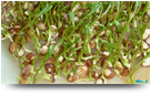 Lentils