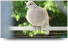 Pigeon
