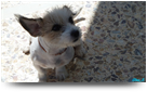 Smart Puppy